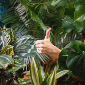 A thumbs-up behind trees and leaves